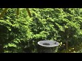 Solar floating bird bath fountain