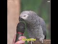 Smart little bird