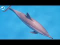 Sea Creatures in 4K 🐠 - Coral Reefs and Colorful Sea Life - Relaxing Music