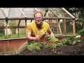 Tomato Planting Masterclass: The Secret to Perfect Tomatoes