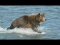 5 Unexpected Bear Encounters Caught On Camera