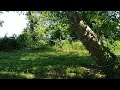 Cicadas singing - Belle Haven Park 01 - 3:30 pm, 06-05-21