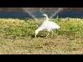 Hungry Birds at a Hawaii School