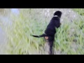 Rottweiler puppy and the river