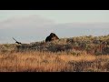 Early Morning Grizzly and Wolves on a Carcass - Yellowstone National Park