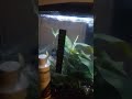 Betta in fish tank