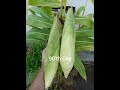 Seed to Corn yield time lapse -90 days in 2 min| Home/Kitchen garden|Seed basket|Indian corn/Maze