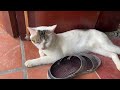Funniest Animals 2024 😍 New Funny Cats and Dogs 😻🐶 Part 40