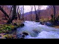 Pure relaxing river sounds ASMR, deep focus, deep relaxation