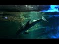 Walking Tour of Osaka Aquarium Kaiyukan - Japan 2023 [4K HDR]