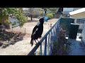 Magpie talking asking me to save Wally from the stock dam