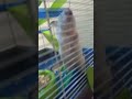 my cuteee hamster 😘❤️🥰