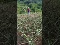 My thousands Pineapple 🍍 tree || My first Planting Pineapple