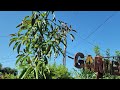 topping off my avacado tree for lateral growth.