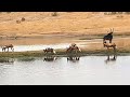 Painted wild dogs attacking a Sable antelope