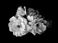 Black & White floral TV Art