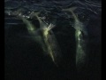 Humpback and killer whales filmed from the bark EUROPA in Antarctica