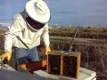 how to install honeybees