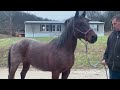 Horse Auction Bait & Switch - DON’T BE FOOLED!!!