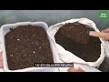 How to compost Rice Husk to grow vegetables without adding fertilizer