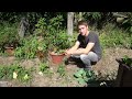 Growing Your Own Tomato Plants From Seeds Explained for Beginner Gardeners! - Self Sufficient Me #5