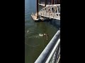 Diving into the Willamette River