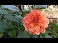 The beautiful dahlia garden