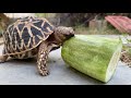 Indian Star Tortoise diet | The most detailed diet list for Indian Star Tortoise