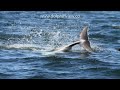 Moray Firth Dolphins by Dolphin View Cottage