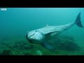 Dolphins React to Bizarre Bubbles | Ocean Giants | BBC Earth