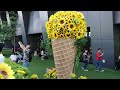 【Sunflower Sky Garden　ひまわりスカイガーデン2024】　名古屋市　2024年7月28日（日）