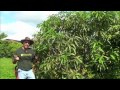 Pruning Vigorous Mango Trees