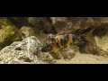 Beautiful OB Peacock Cichlid - Malawi Aulonocara African Cichlid