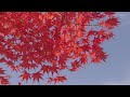 [4K] Soothing background music and beautiful Japanese autumn leaves VOL.2