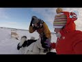 Dogsledding Iceland, 2019 Snow and Dry-Land