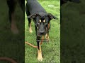 South Carolina community comes together to foster 400+animals ahead of Tropical Storm Debby