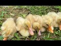 Kittens take ducklings to swim. Cats are diving champions!Funny and lovely animal video.