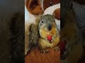 Gigi the Squirrel Happy Christmas/Feliz Navidad!