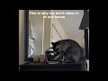 Funny Cats 2024 😹 Cat Funny Videos − Funny Cat