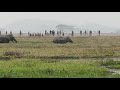 Assam | Elephant | Herd of wild elephants.