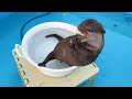 Otters Try Their Favorite Foods as Homemade Jerky!