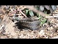 Adders Basking