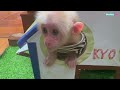 Funny! Monkey Kyo lost her shirt, confused and ran to find her dad! (P2)