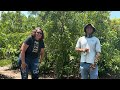 Let’s talk mangoes with Alex Salazar. Great information for Central Florida.
