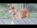 Nice Relaxing Dog Video