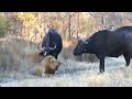 Wild buffalo attacks lion