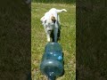 How to catch a gopher in under 2 minutes.