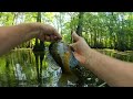 Hot Summer Bream Fishing with a rod and reel  -  Tips and Tricks