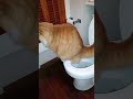 Cat pooping in toilet