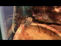 leopard gecko tries to drink water